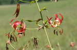 Turk's cap lily